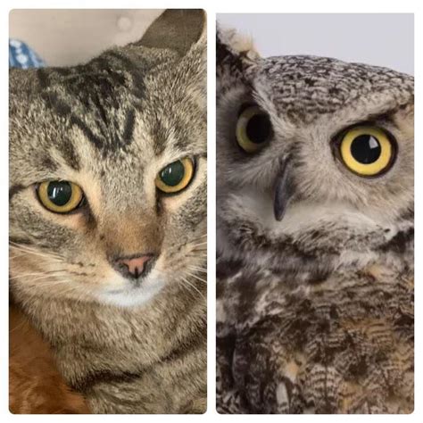 are owls similar to cats